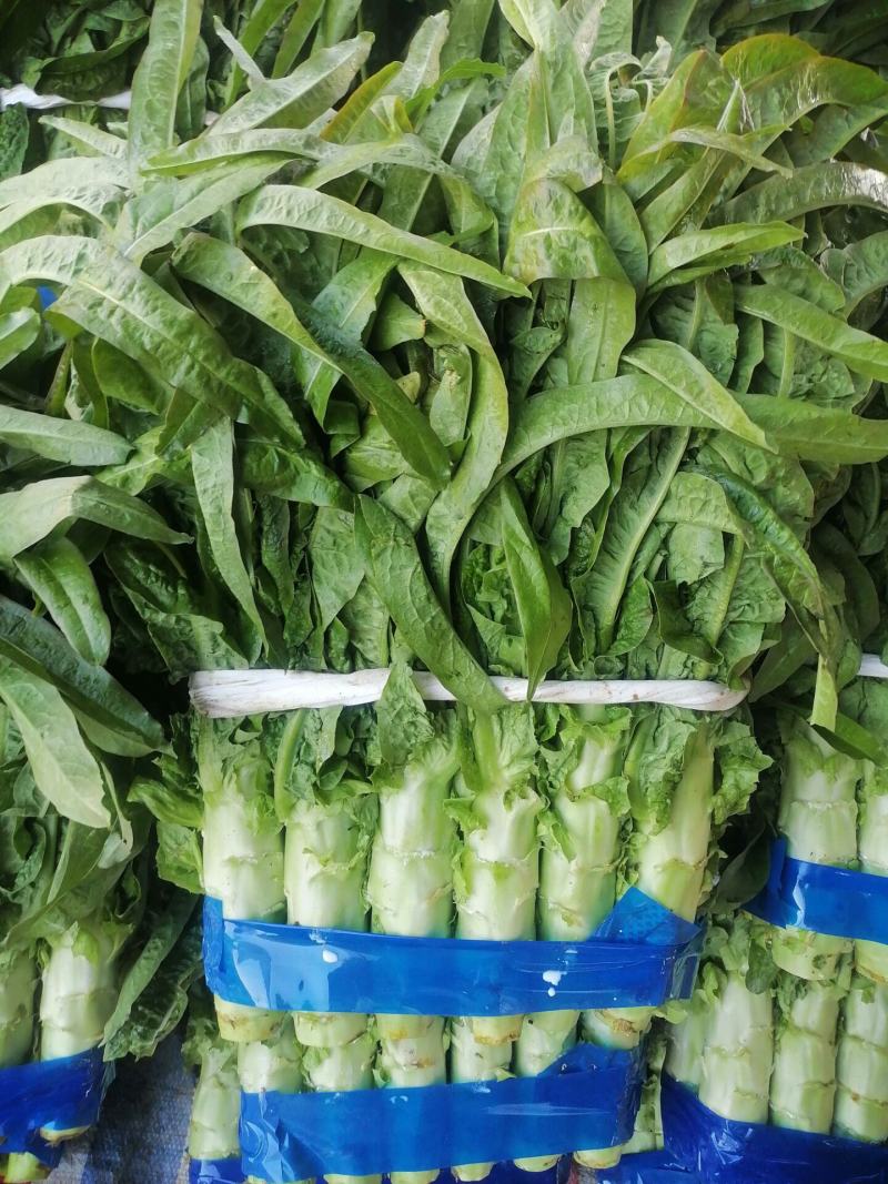 兰陵县精品尖叶莴笋大量上市，无空心，无骨节，质量很好，支