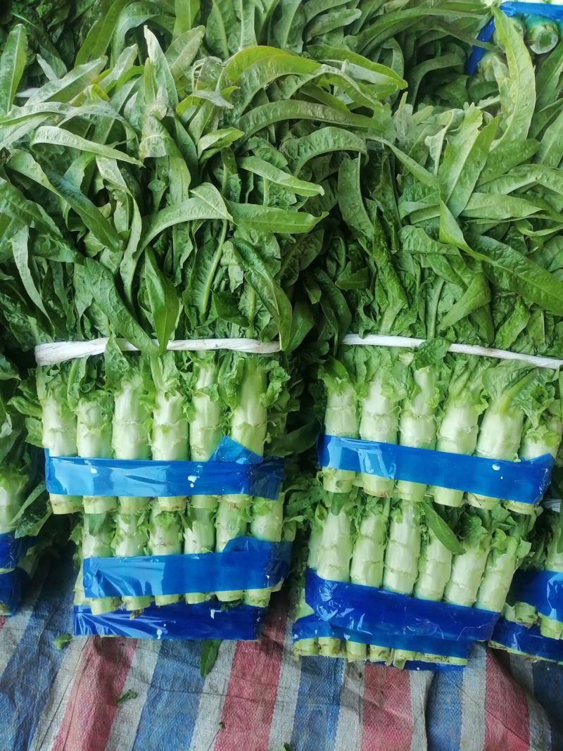兰陵县精品尖叶莴笋大量上市，无空心，无骨节，质量很好，支