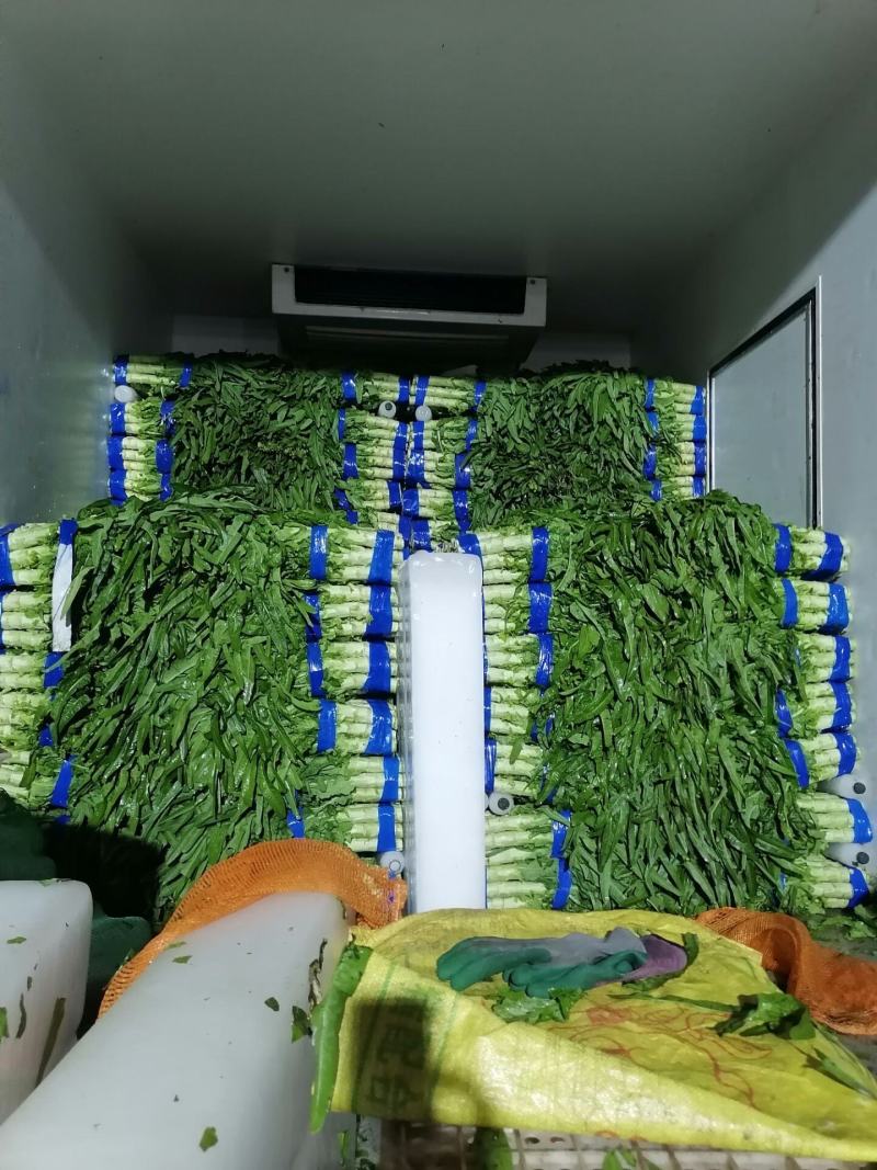 兰陵县精品尖叶莴笋大量上市，无空心，无骨节，质量很好，支