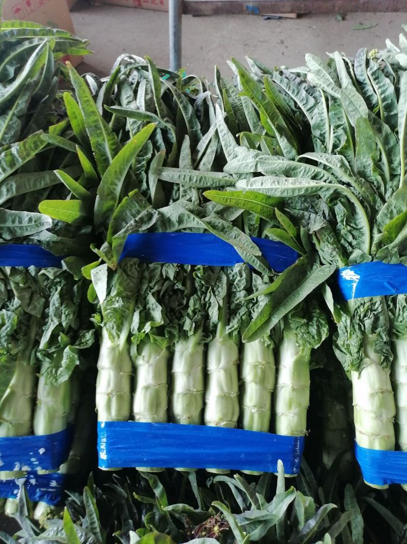 兰陵县精品尖叶莴笋大量上市，无空心，无骨节，质量很好，支