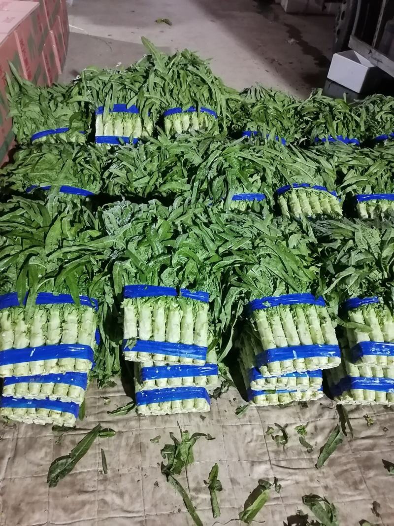 兰陵县精品尖叶莴笋大量上市，无空心，无骨节，质量很好，支