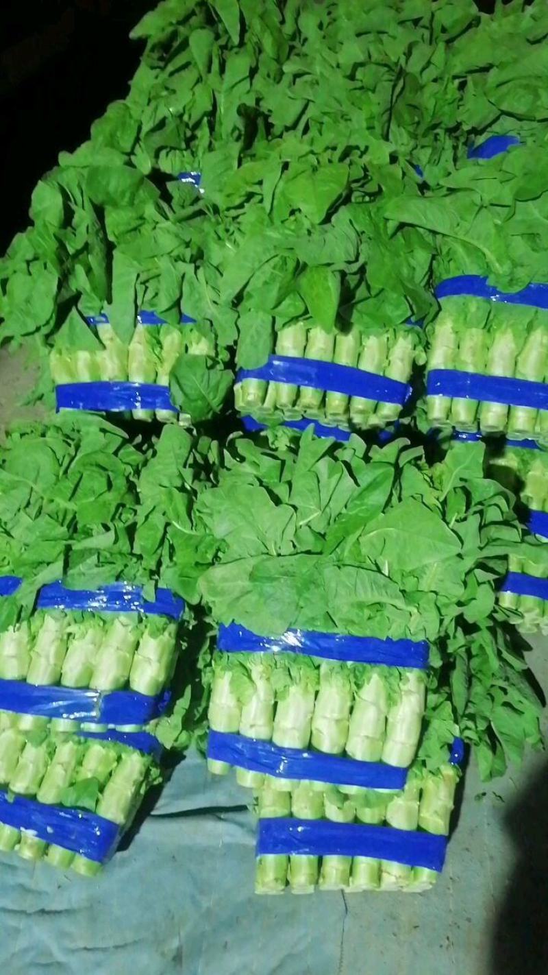 兰陵精品三青莴笋大量上市，质量很好，产地直发，