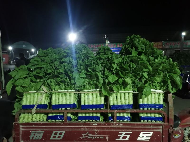 兰陵精品三青莴笋大量上市，质量很好，产地直发，