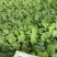 75天有机菜花苗80菜花苗花椰菜苗单球重2kg以上