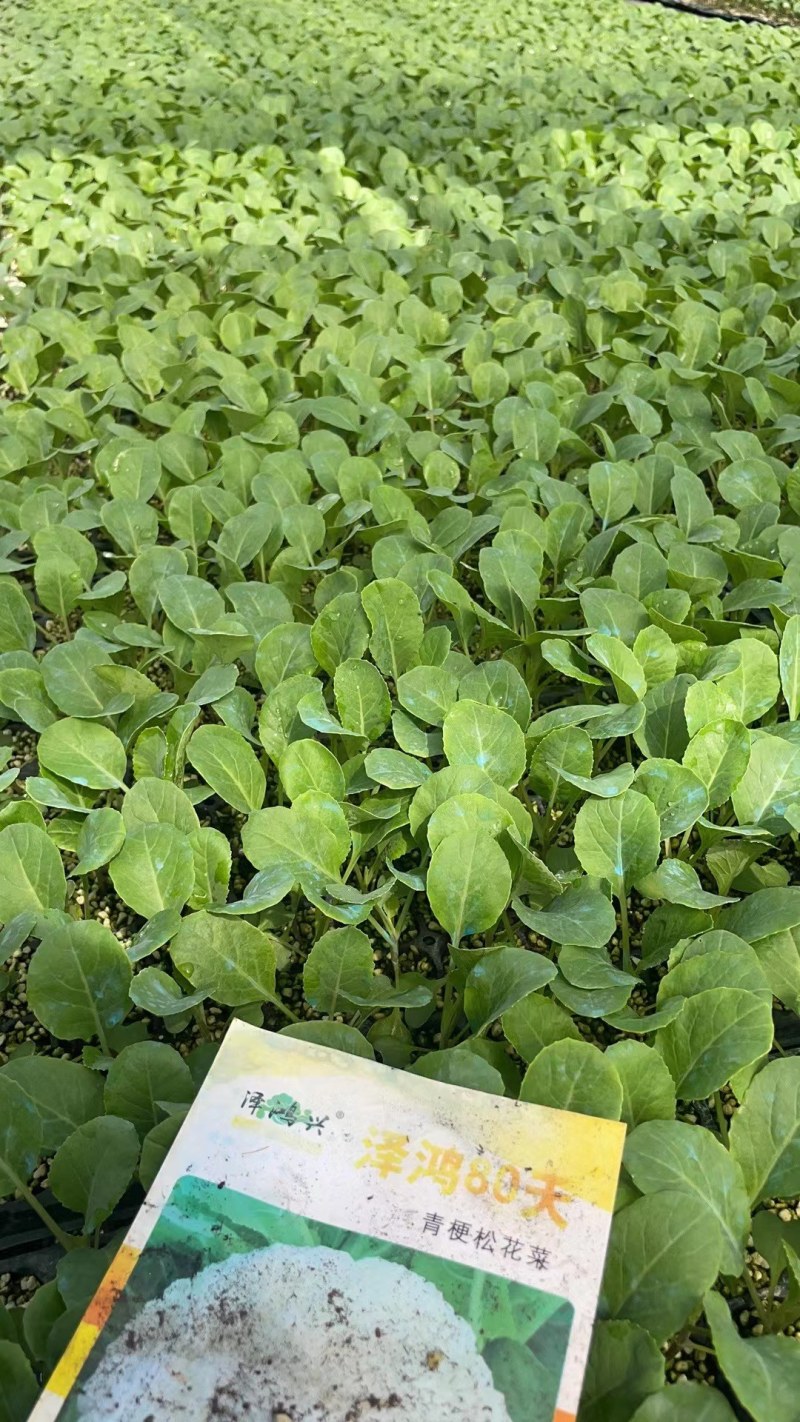 75天有机菜花苗80菜花苗花椰菜苗单球重2kg以上
