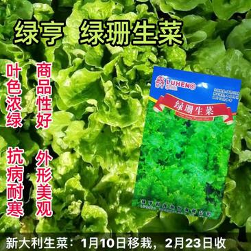 绿珊生菜种子散叶生菜深绿色耐热晚抽苔抗寒生菜籽生长快四