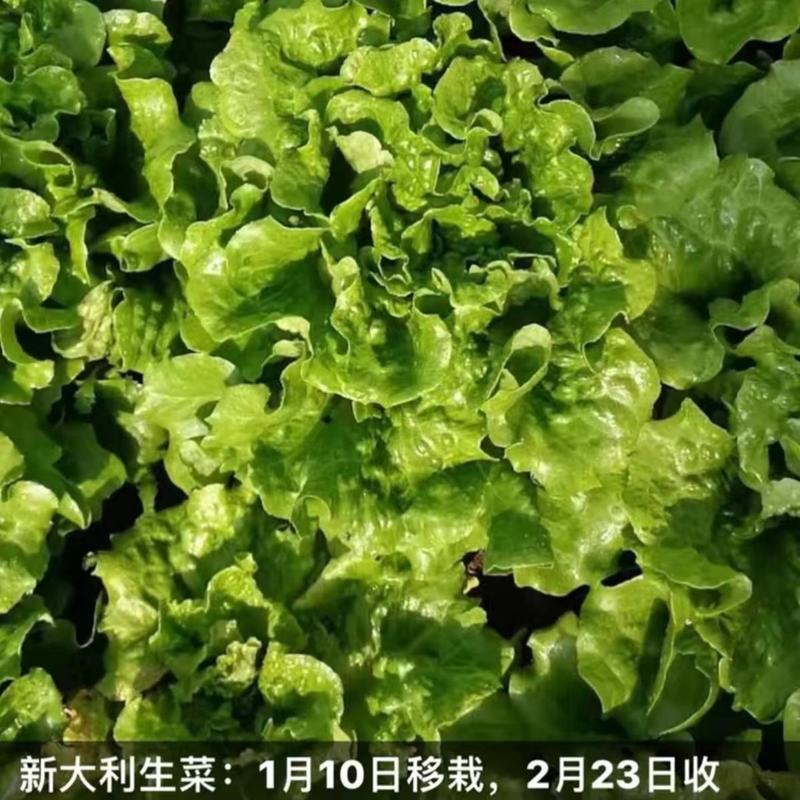绿珊生菜种子散叶生菜深绿色耐热晚抽苔抗寒生菜籽生长快四