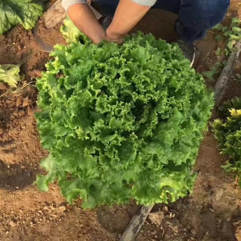 绿珊生菜种子散叶生菜深绿色耐热晚抽苔抗寒生菜籽生长快四