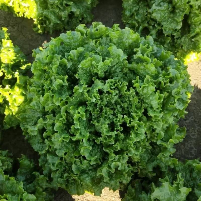 绿珊生菜种子散叶生菜深绿色耐热晚抽苔抗寒生菜籽生长快四