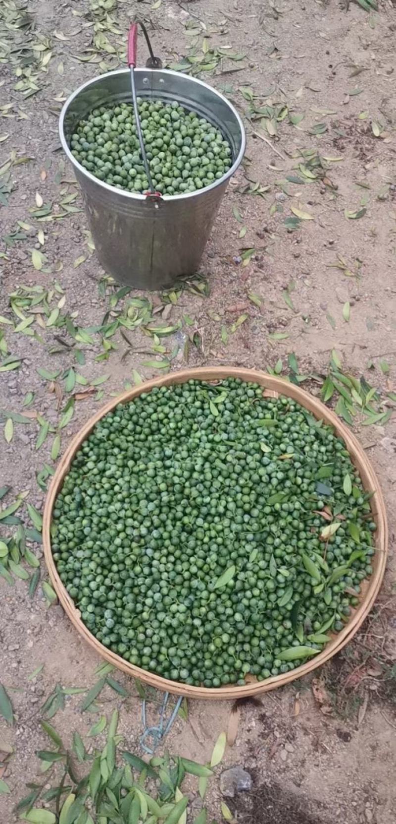 竹柏种子