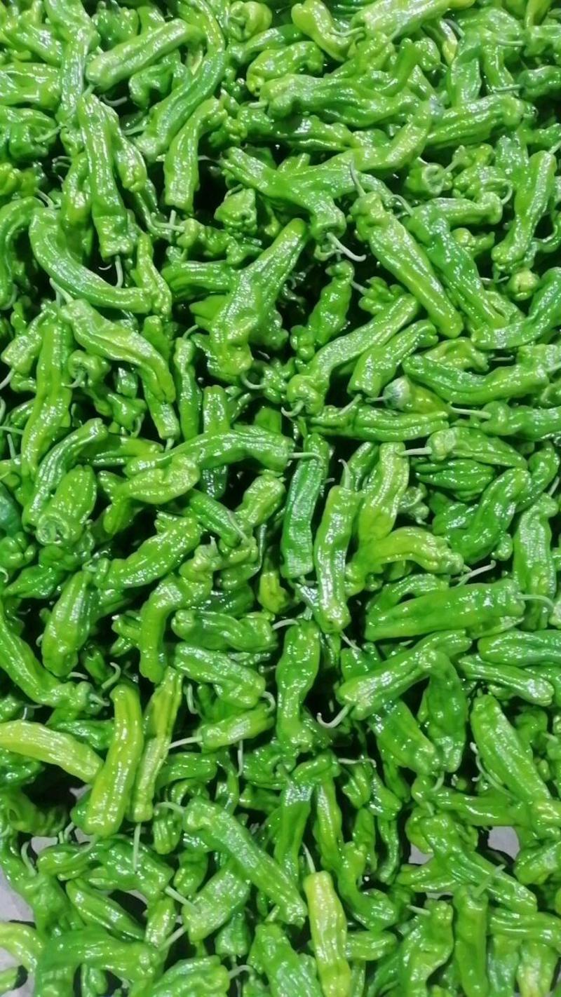 兰陵县精品薄皮椒，苏椒，荡椒大量上市，质量保证，物流全国