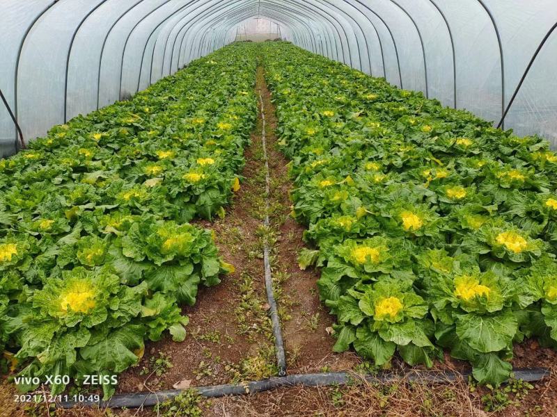 江苏黄心大白菜，绿色产品无农药残留，地头价，大量开售！！