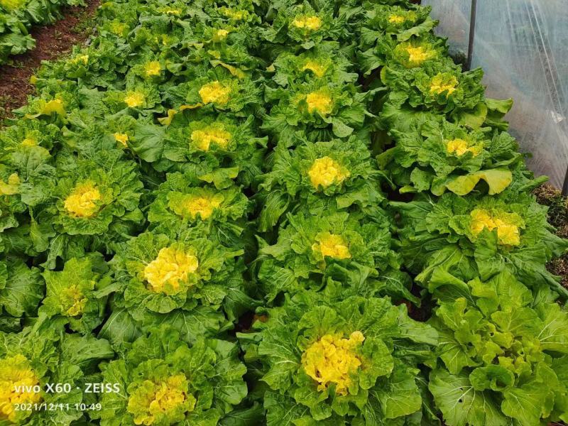 江苏黄心大白菜，绿色产品无农药残留，地头价，大量开售！！