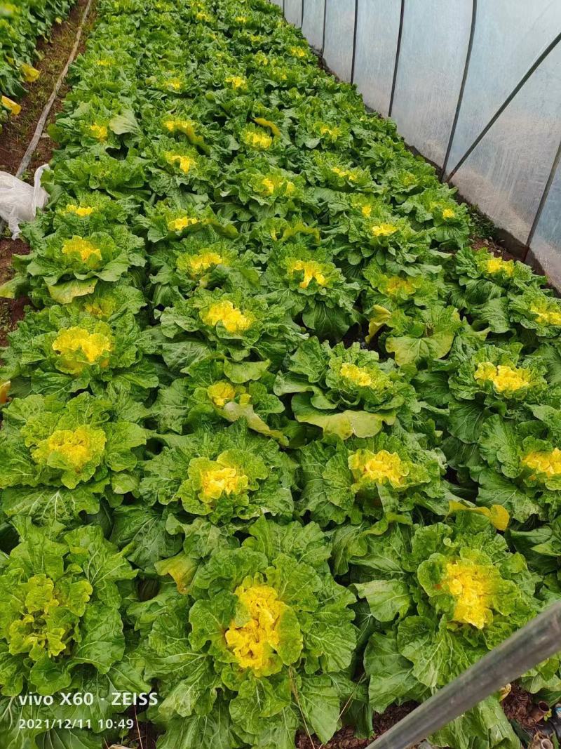 江苏黄心大白菜，绿色产品无农药残留，地头价，大量开售！！