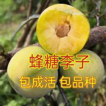 【新品种】蜂糖李子苗青脆李子包品种包成活南北方种植