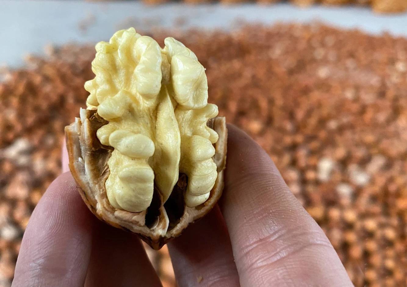 核桃果仁与内皮对比图