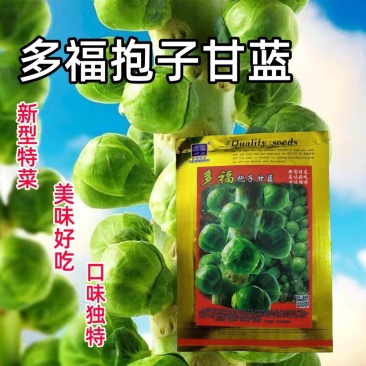 抱子甘蓝孢子甘蓝种子苗蔬菜种籽小包菜卷心菜包心高产菜种耐