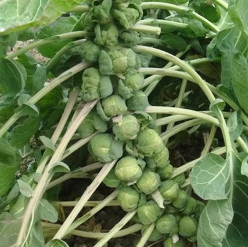 抱子甘蓝孢子甘蓝种子苗蔬菜种籽小包菜卷心菜包心高产菜种耐