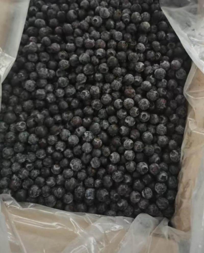 贵州原生态高山露天蓝莓果，速冻果，冷冻蓝莓果