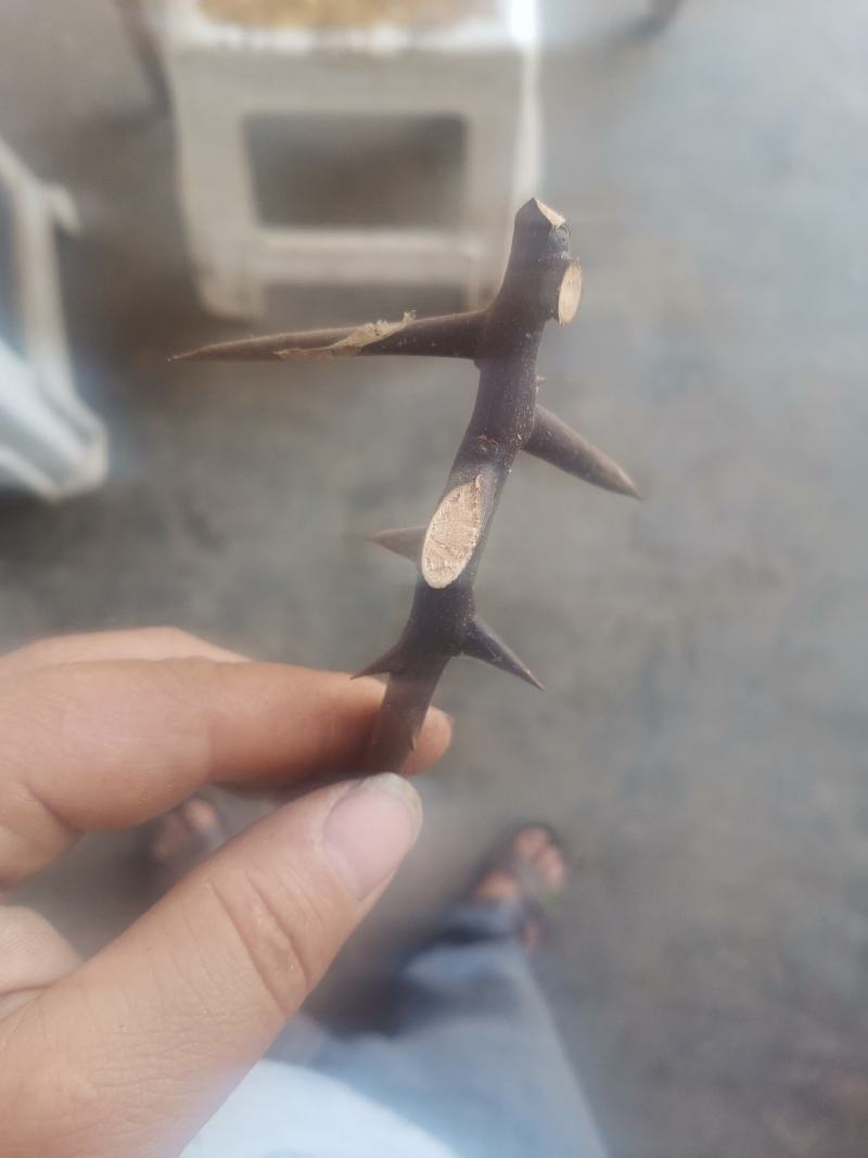 皂刺，天丁，中药材，皂荚刺，皂角刺，皂角针