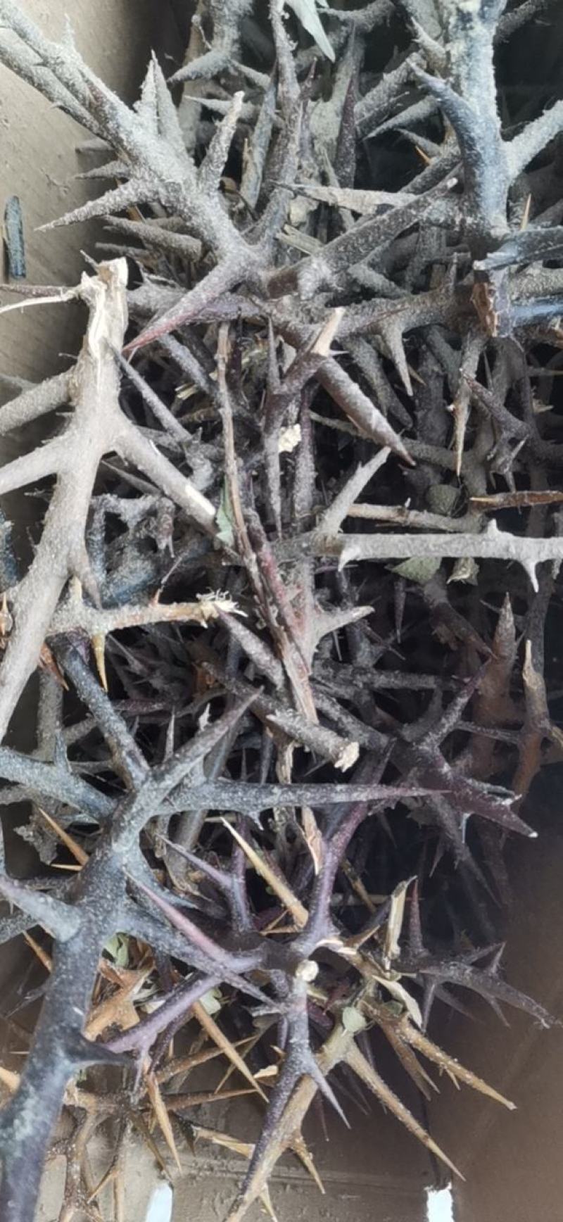 皂刺，天丁，中药材，皂荚刺，皂角刺，皂角针