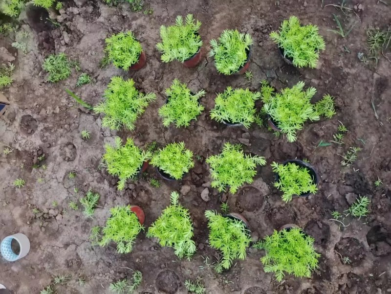 佛甲草