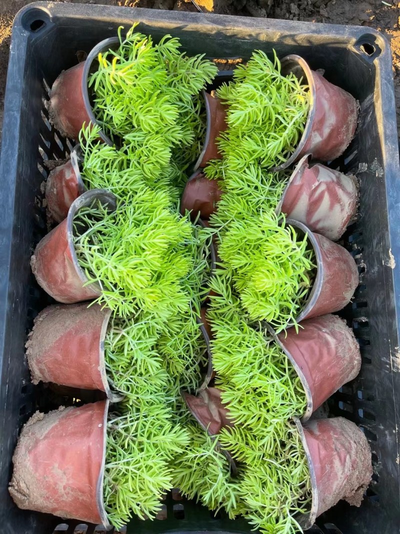 佛甲草