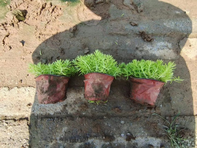 佛甲草