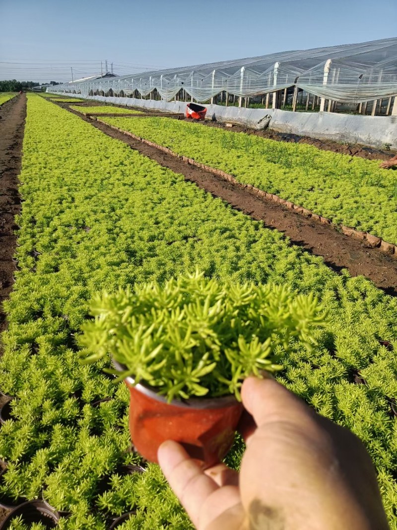 佛甲草
