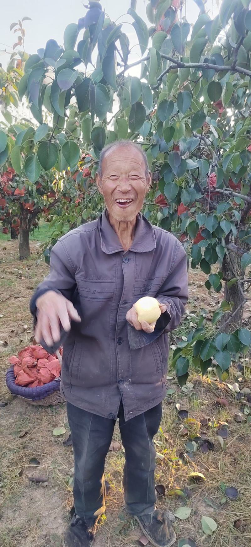 壶口酥梨