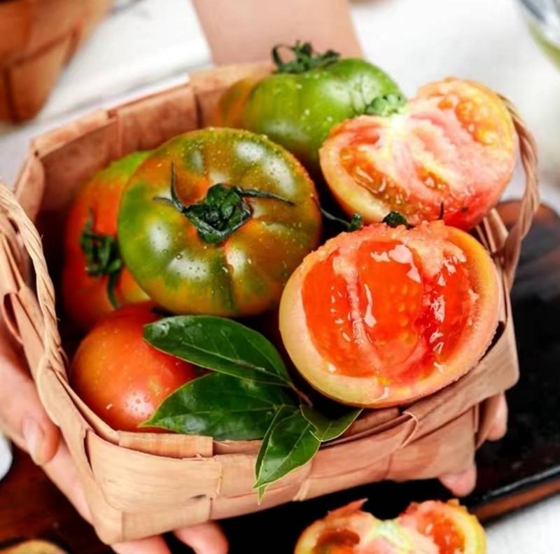 丹东盐碱地铁皮柿子超越草莓番茄种子油柿子铁皮西红柿