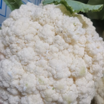 精品菜花大量上市目前58-.65品种开始大量上市欢迎洽谈