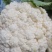 精品菜花大量上市目前58-.65品种开始大量上市欢迎洽谈