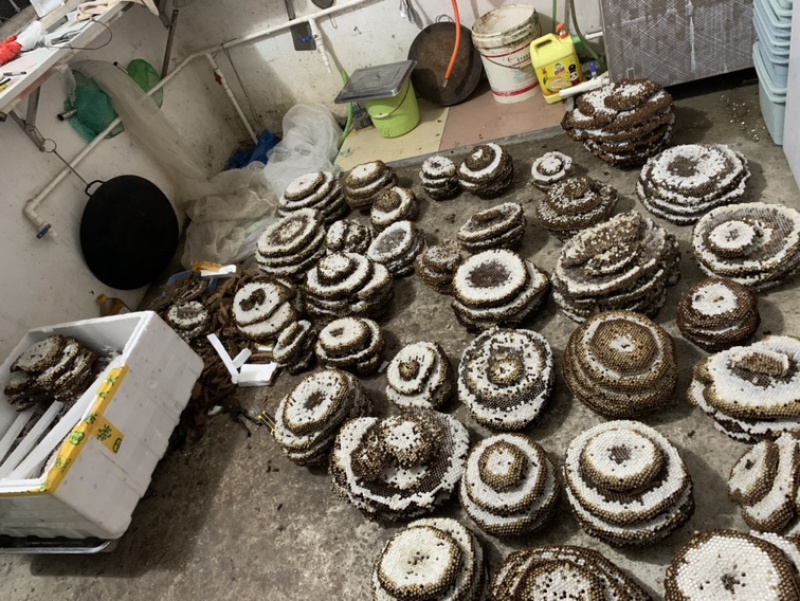 大量批发新鲜蜂蛹，树蜂入地蜂胡蜂蛹马蜂蛹黄蜂蛹