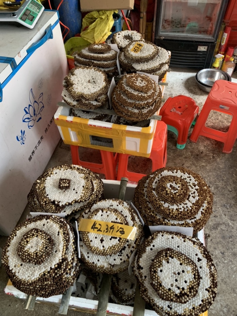 大量批发新鲜蜂蛹，树蜂入地蜂胡蜂蛹马蜂蛹黄蜂蛹