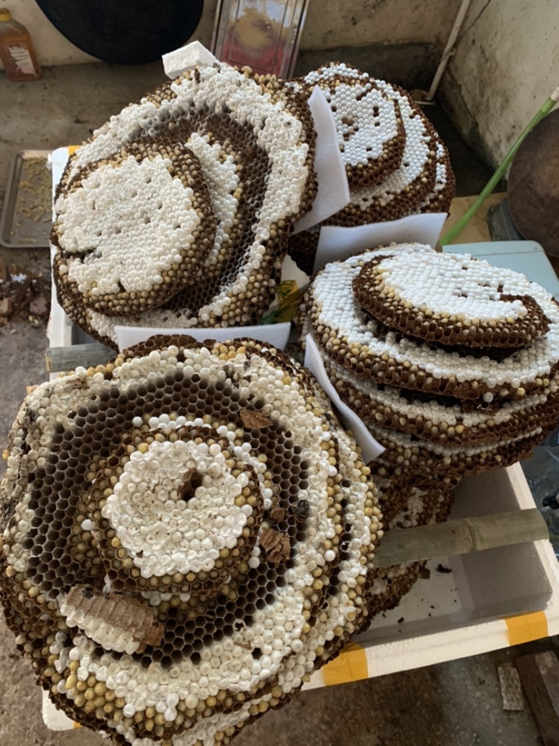 大量批发新鲜蜂蛹，树蜂入地蜂胡蜂蛹马蜂蛹黄蜂蛹