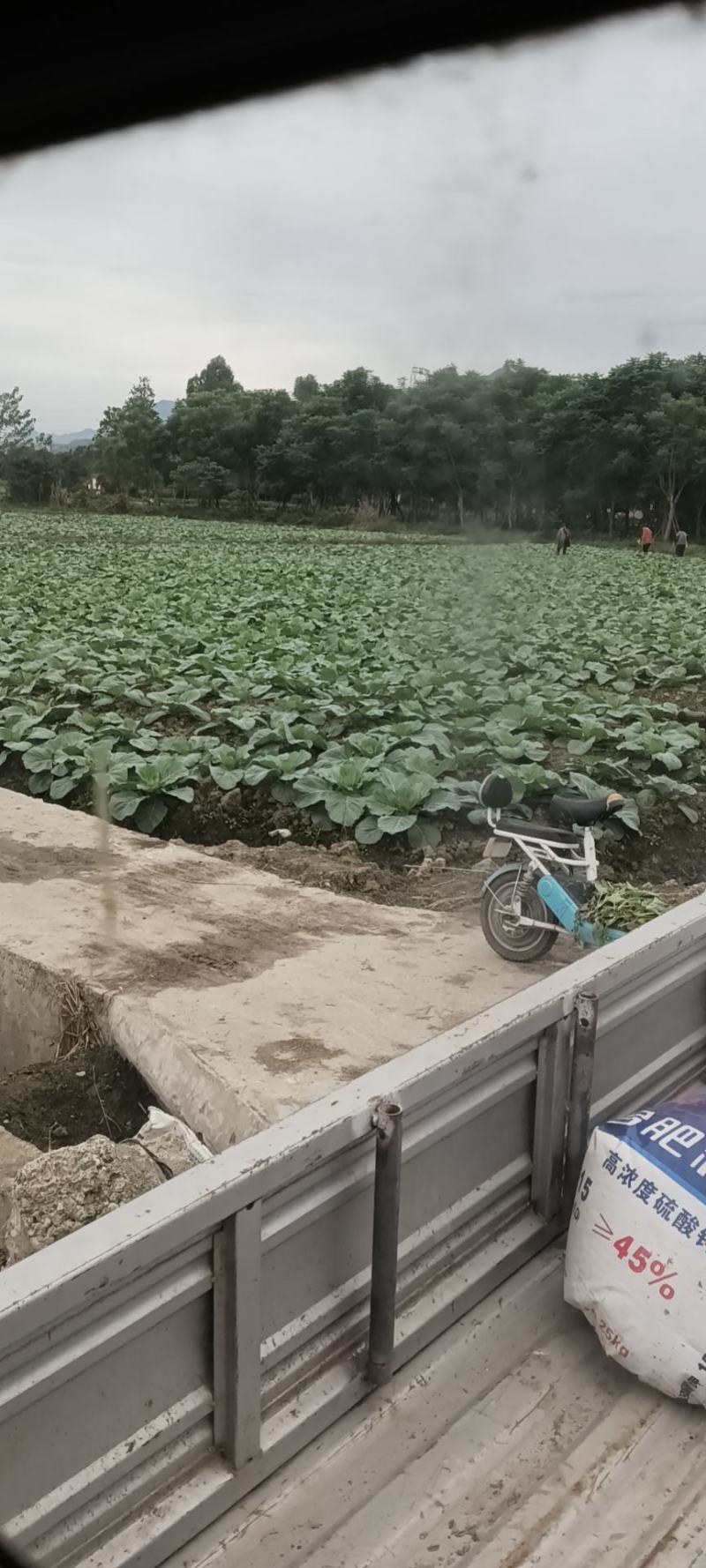 丰园莲花白圆包菜。