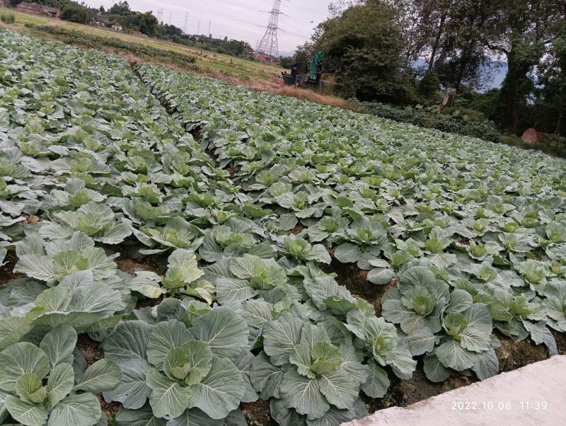 丰园莲花白圆包菜。