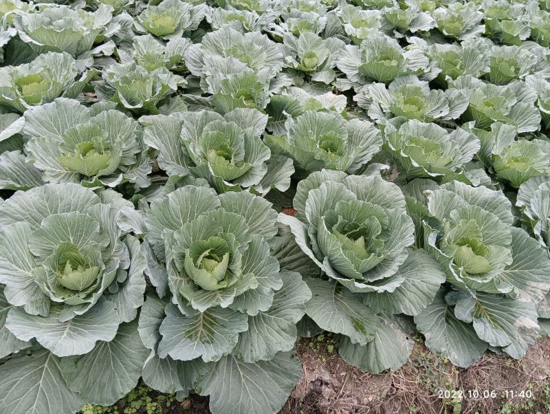 丰园莲花白圆包菜。