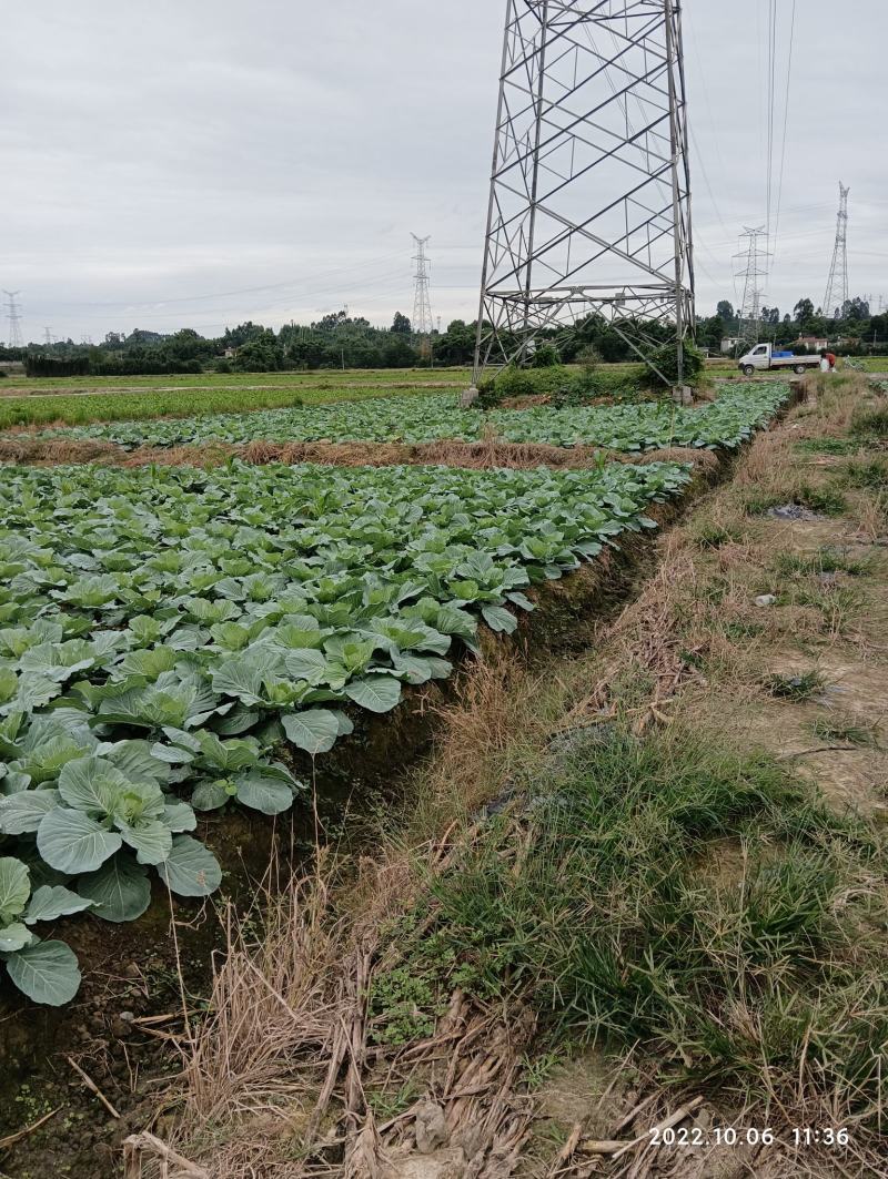 丰园莲花白圆包菜。