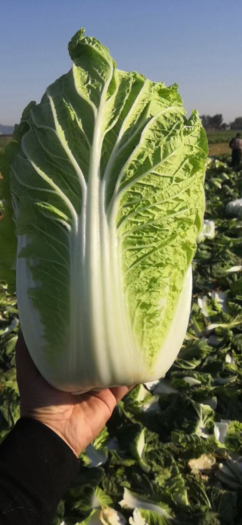 山东黄心白菜3-5斤供应超市，市场，加工各种