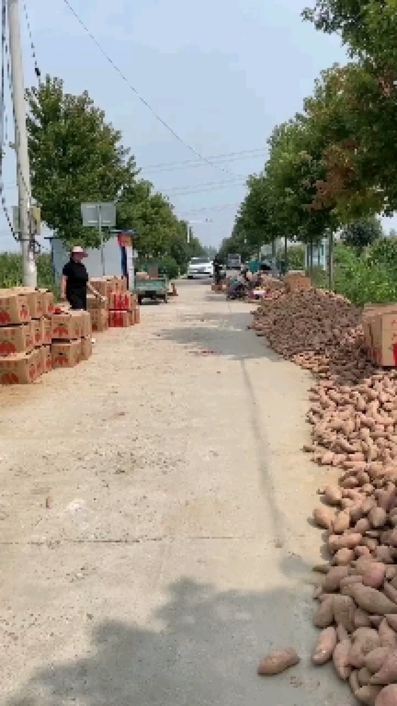 龙九红薯次品大吨位供应保质保量欢迎大家咨询？