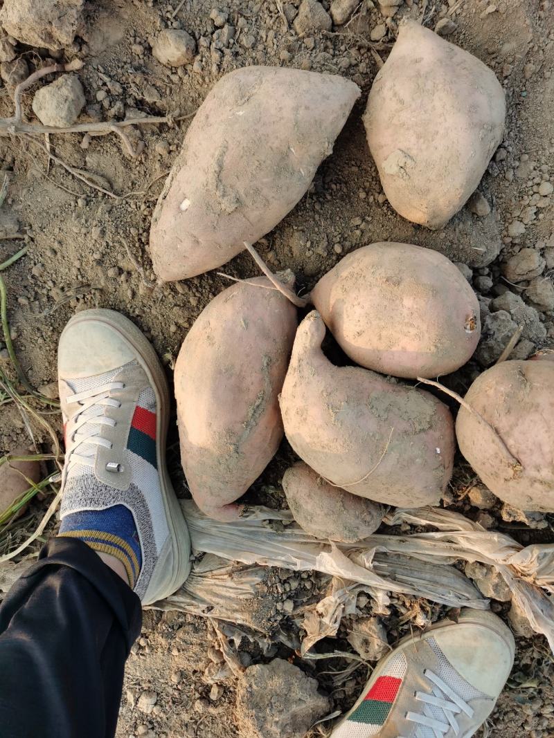 龙九红薯次品大吨位供应保质保量欢迎大家咨询？