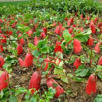 红皮萝卜产地货诚信经营一手货源质量保证口感好颜色亮红。