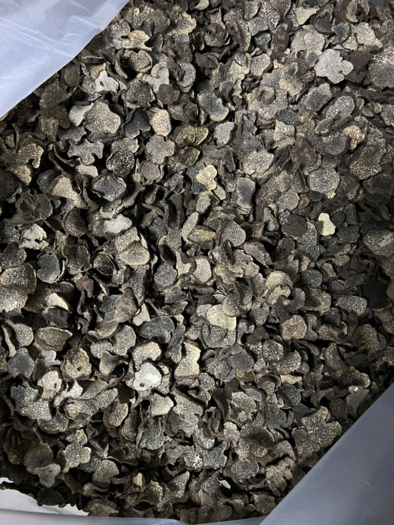高黎贡山野生黑松露干片猪拱菌块菌欢迎来电咨询