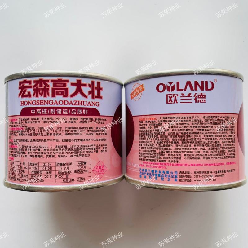 宏森高大壮洋葱种子欧兰德洋葱种籽半高状紫皮高产中早熟洋葱