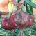 宏森高大壮洋葱种子欧兰德洋葱种籽半高状紫皮高产中早熟洋葱