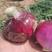 宏森高大壮洋葱种子欧兰德洋葱种籽半高状紫皮高产中早熟洋葱