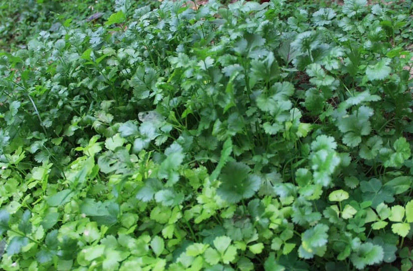 左侧为香菜徒长植株,茎秆细长、叶片稀疏;右侧为正常生长香菜,茎短粗、叶片浓绿密集,分蘖多。背景为田间种植场景,土壤湿润,植株排列整齐。 香菜徒长与正常生长对比图