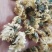 菊花药用菊花优质中药材干货保质保量一件代发批实物拍摄